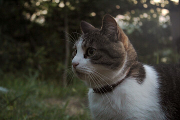 Obraz premium cat on the grass