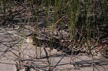 Snake in the grass