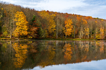 autumn trees reflected in water