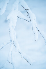 snow branches on a white snowy background 