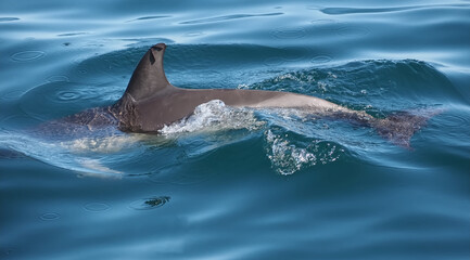 Obraz premium Free dolphins swimming and fishing in the sea