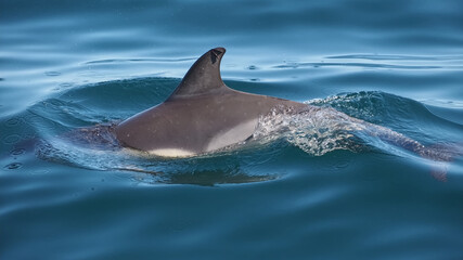 Obraz premium Free dolphins swimming and fishing in the sea