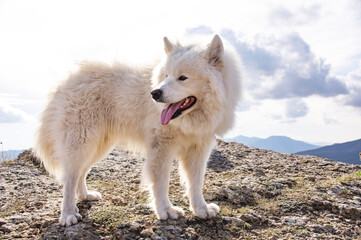 White fluffy dog ​​for a walk in the mountains against a blue sky.