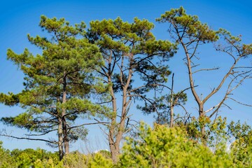 Jolie vue d'arbres dans réserve naturelle, bassin d'arcachon.