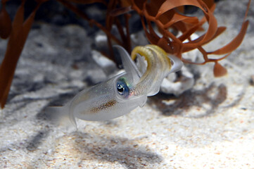 変なポーズの半透明のアオリイカの子供