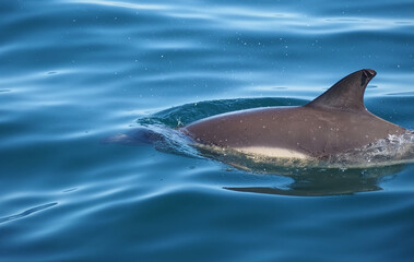 Free dolphins swimming and fishing in the sea