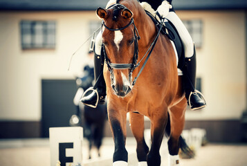 Equestrian sport. Dressage of horses in the arena.
