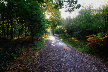 A shaft of autumn sunlight on a woodland footpath