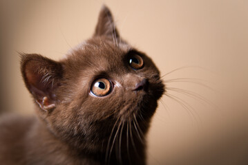 Portrait of British Shorthair cat kitten