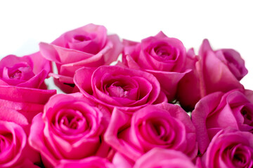 Fototapeta na wymiar bright pink roses, blurred background, beautiful flowers for cards, congratulations