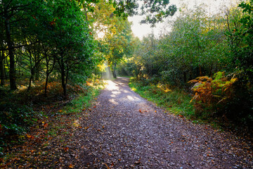 Fototapeta premium Shafts of bright autumn sunlight light up a woodland footpath