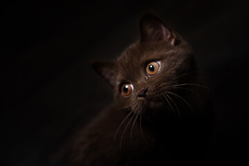 Lowkey studio portrait of British Shorthair cat