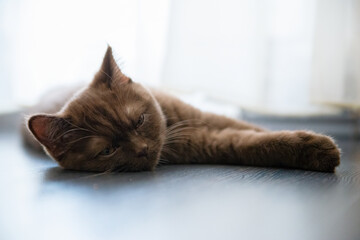 Portrait of British Shorthair cat sleeping