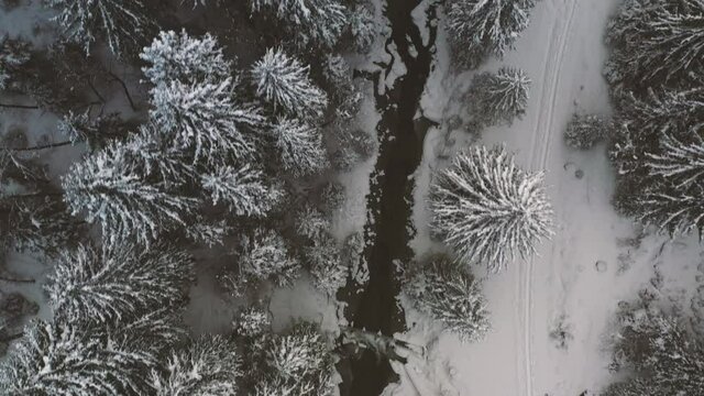 aerial 4k shot of beautiful winter forest with river. Drone moving above the snow capped pine forest in dark and moody weather. Cold winter concept