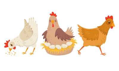 Hen Sitting on Eggs and Walking in the Yard Vector Set