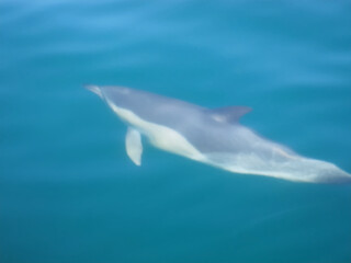 Fototapeta premium Free dolphins swimming and fishing in the sea