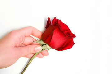 Hand holding a beautiful red rose isolated on white.