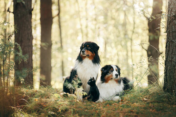 two dogs and a black cat. Australian Shepherd in nature. autumn mood