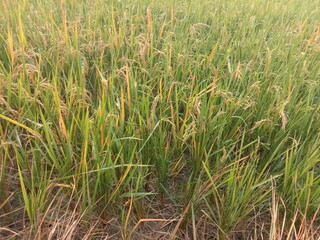 green wheat field