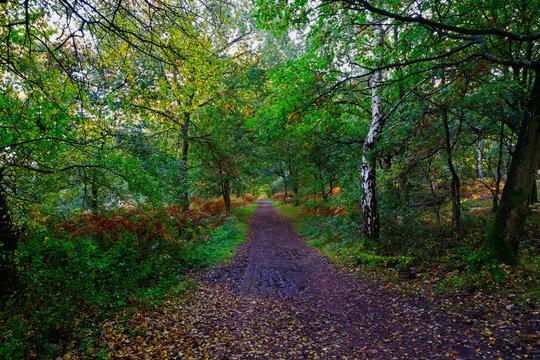 A long muddy woodland footpath on a damp autumn morning