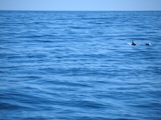 Free dolphins swimming and fishing in the sea