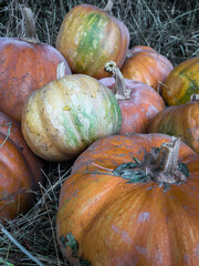 pumpkin on the grass
