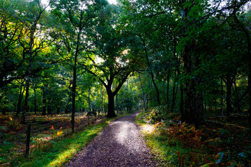 Fototapeta na wymiar Bright autumn sun lights up a muddy woodland path