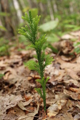 Obraz premium baby tree in the forest