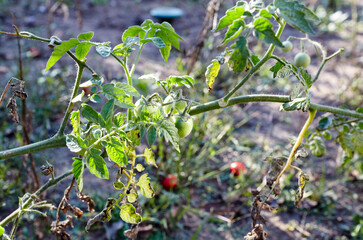 Green tomatoes grow on twigs summer. Beautiful green unripe heirloom tomatoes grown on a farm. Gardening tomato