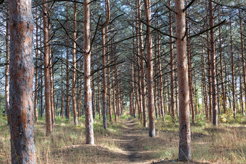 Fototapeta premium The road in a pine forest on a clear sunny day.