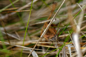Cute cricket bug looking at the camera