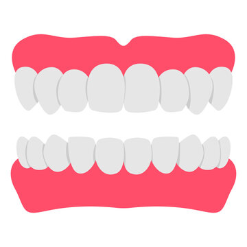 Denture teeth vector cartoon illustration isolated on a white background.