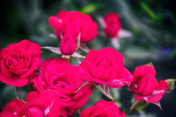 Blooming red roses in garden.