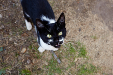 Close up of a black cat on the grass in the back yard. Funny facial expression. Selective focus, blurred background