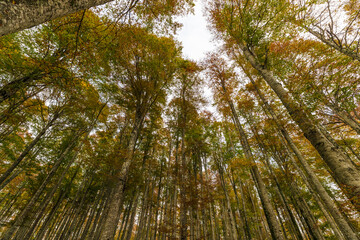 Fototapeta premium The colors of autumn in the Cansiglio Forest