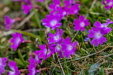 Obraz premium Primula wulfeniana flowers in the mountains, close up