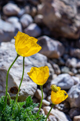 Naklejka premium Papaver alpinum flowers in the mountains, close up 