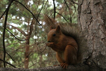 squirrel in the park