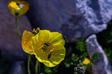 Obraz premium Orange Papaver alpinum flowers in the mountains 