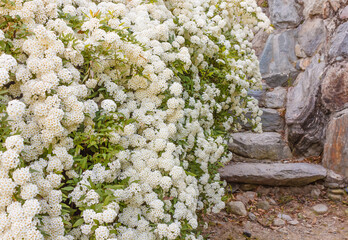 a bush of white  spirea flowers /A bush of white flowers spirea leads to a stone staircase