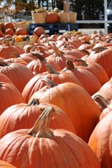 pumpkins on a farm