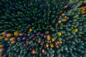 Obraz premium Colorful trees seen from above 