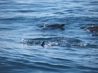 Obraz premium Free dolphins swimming and fishing in the sea