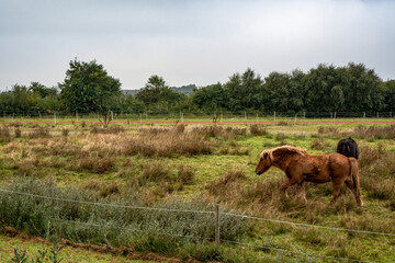 herbstliche Pferdekoppel