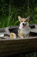 Welsh corgi pembroke smilling and laughing sitting in the wooden boat, green background