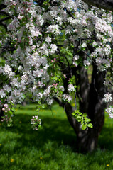 Fototapeta premium Flowering apple tree in the green garden, june, Saint-Petersburg, Russia