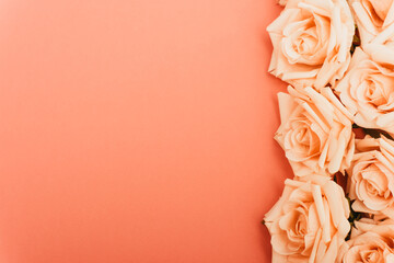 top view of roses border on coral background