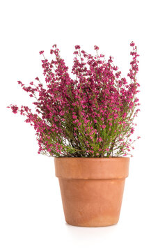 Erica gracilis broom heather plant in terracotta flower pot isolated  on white background