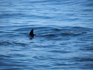 Obraz premium Free dolphins swimming and fishing in the sea