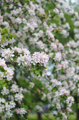 Flowering apple tree, branch with flowers, close up, in the green garden, june, Saint-Petersburg, Russia photoshoot with helious lens